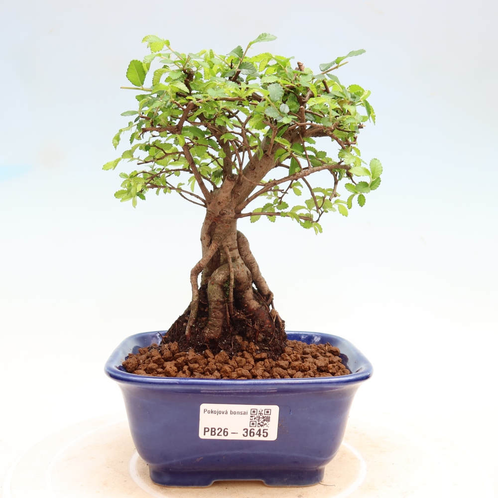 Zimmerbonsai - Ulmus parvifolia - Kleinblättrige Ulme