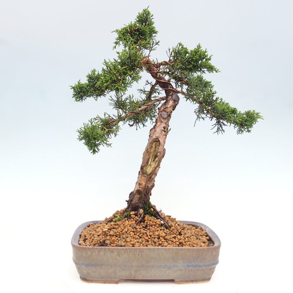 Bonsai für draußen - Juniperus chinensis Kishu