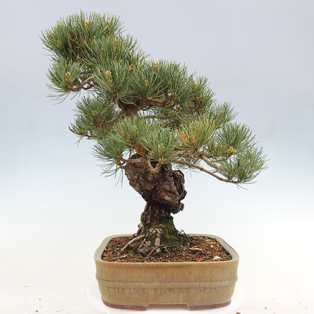 Bonsai für draußen - Pinus parviflora - Pinus parviflora