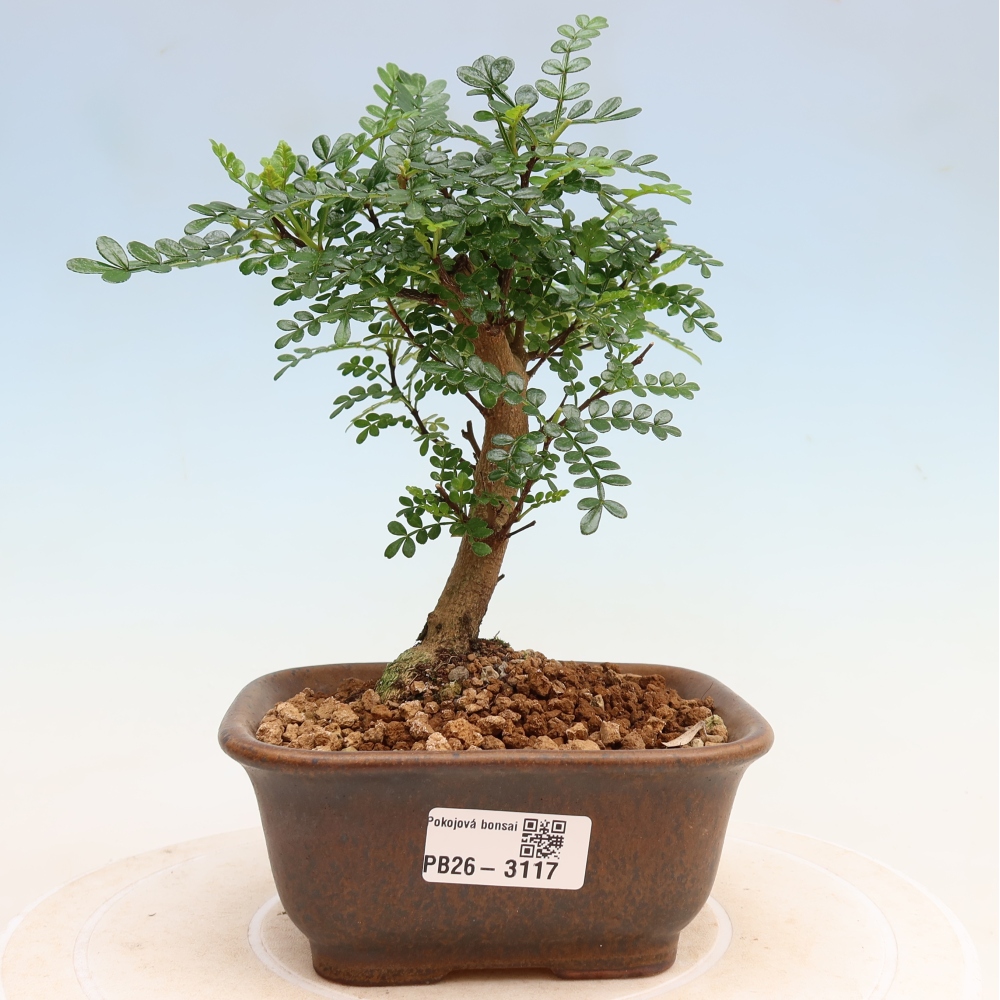 Zimmer Bonsai - Zantoxylum piperitum - Pfefferbaum