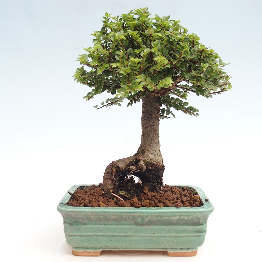Bonsai für draußen - Ulmus parvifolia Hokkaido - Chinesische Ulme