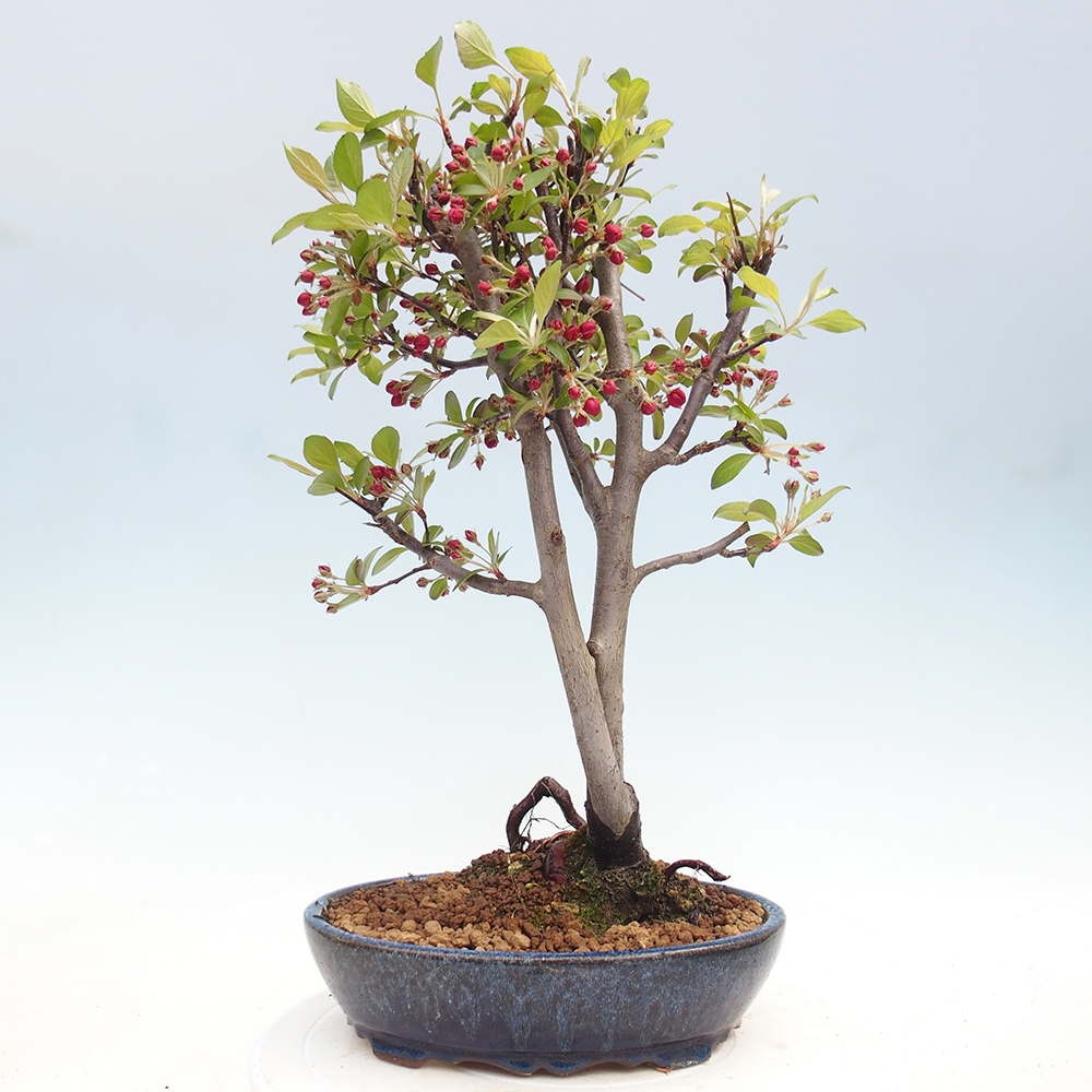 Outdoor-Bonsai -Malus domestica - Kleinfrüchtiger rotblättriger Apfelbaum