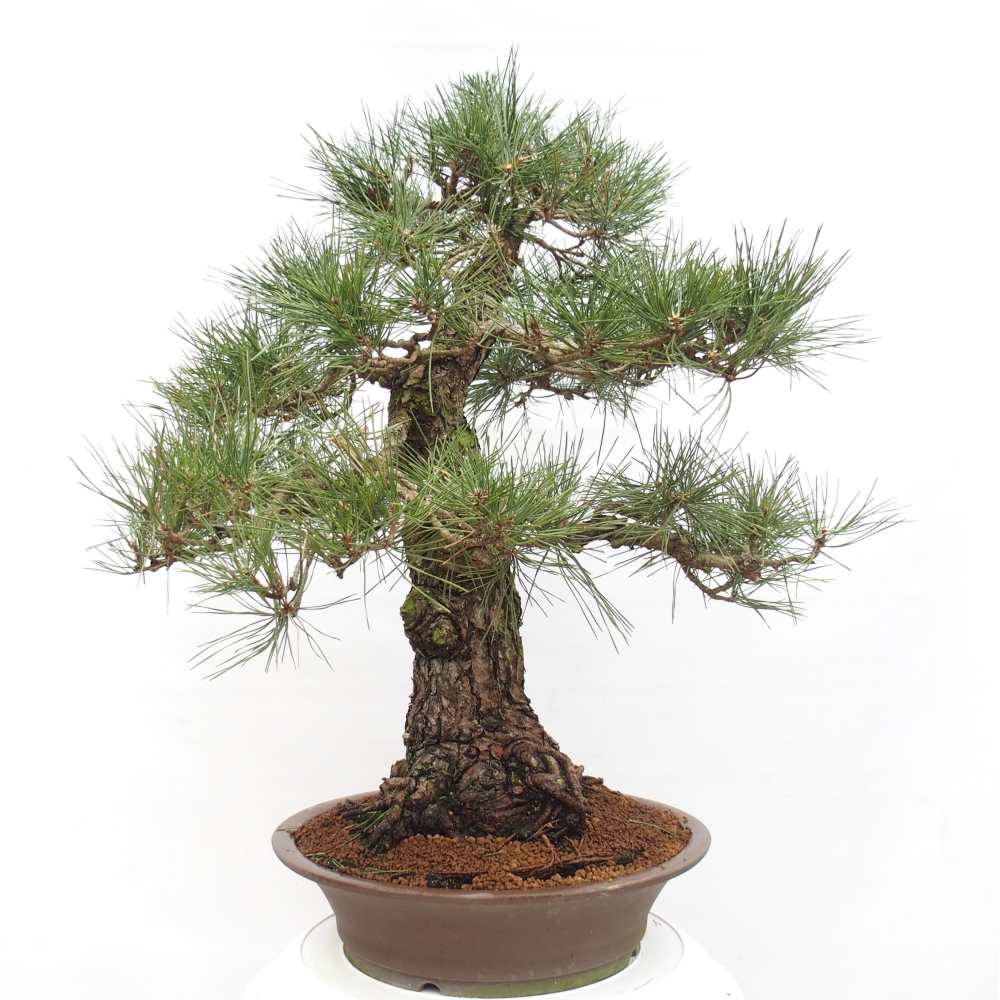 Bonsai für draußen - Pinus thunbergii - Thunberg-Kiefer