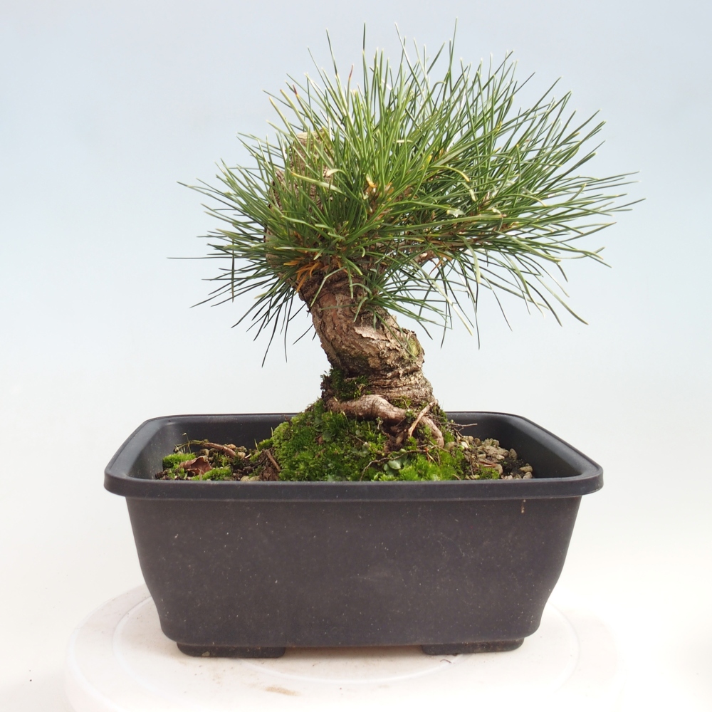 Bonsai für draußen - Pinus thunbergii - Thunberg-Kiefer