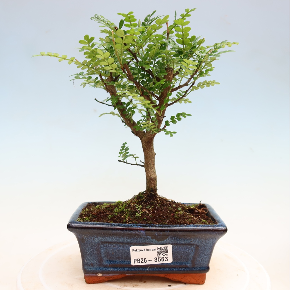Zimmer Bonsai - Zantoxylum piperitum - Pfefferbaum