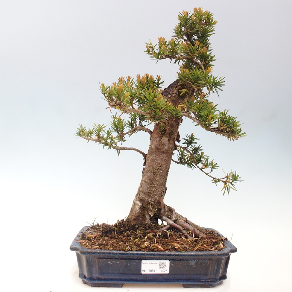 Bonsai für draußen - Taxus cuspidata - Japanische Eibe