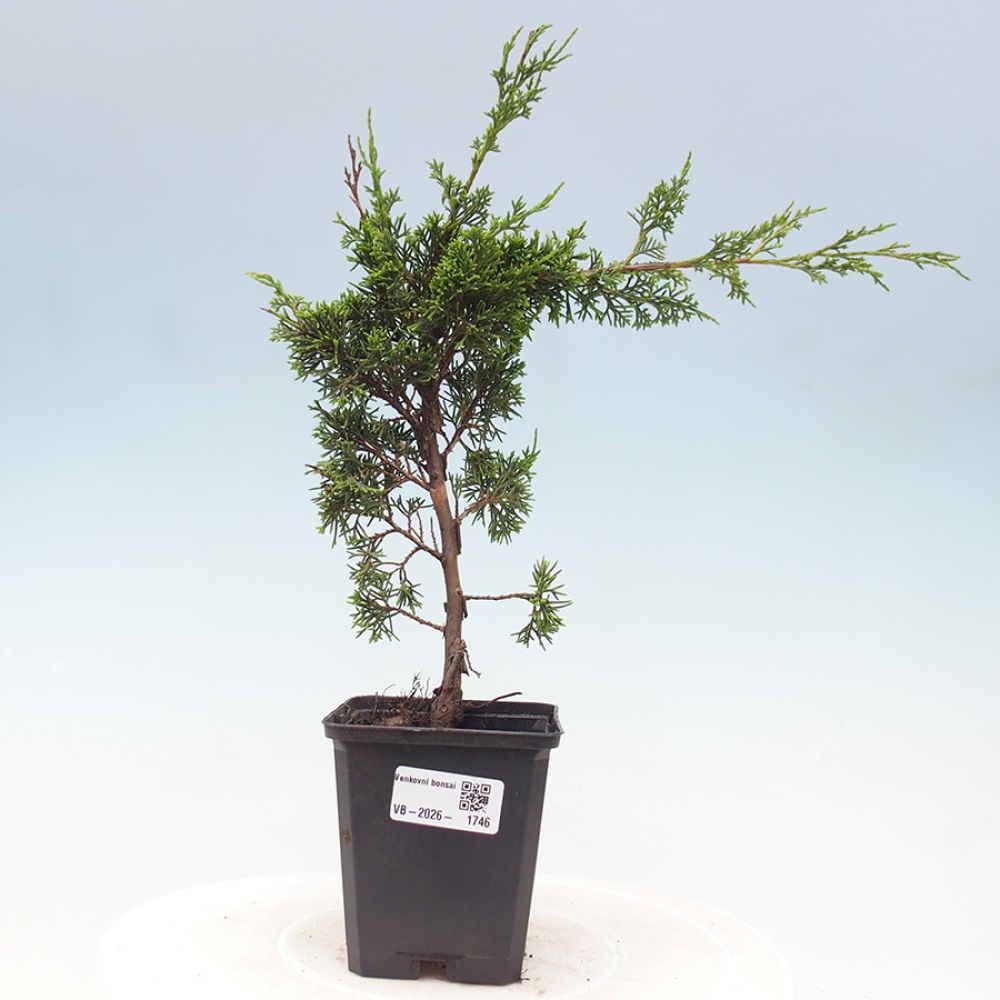 Bonsai für draußen - Juniperus chinensis Itoigawa
