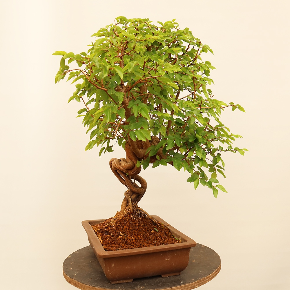 Bonsai für draußen - Karpinus Coreana - Koreanische Hainbuche