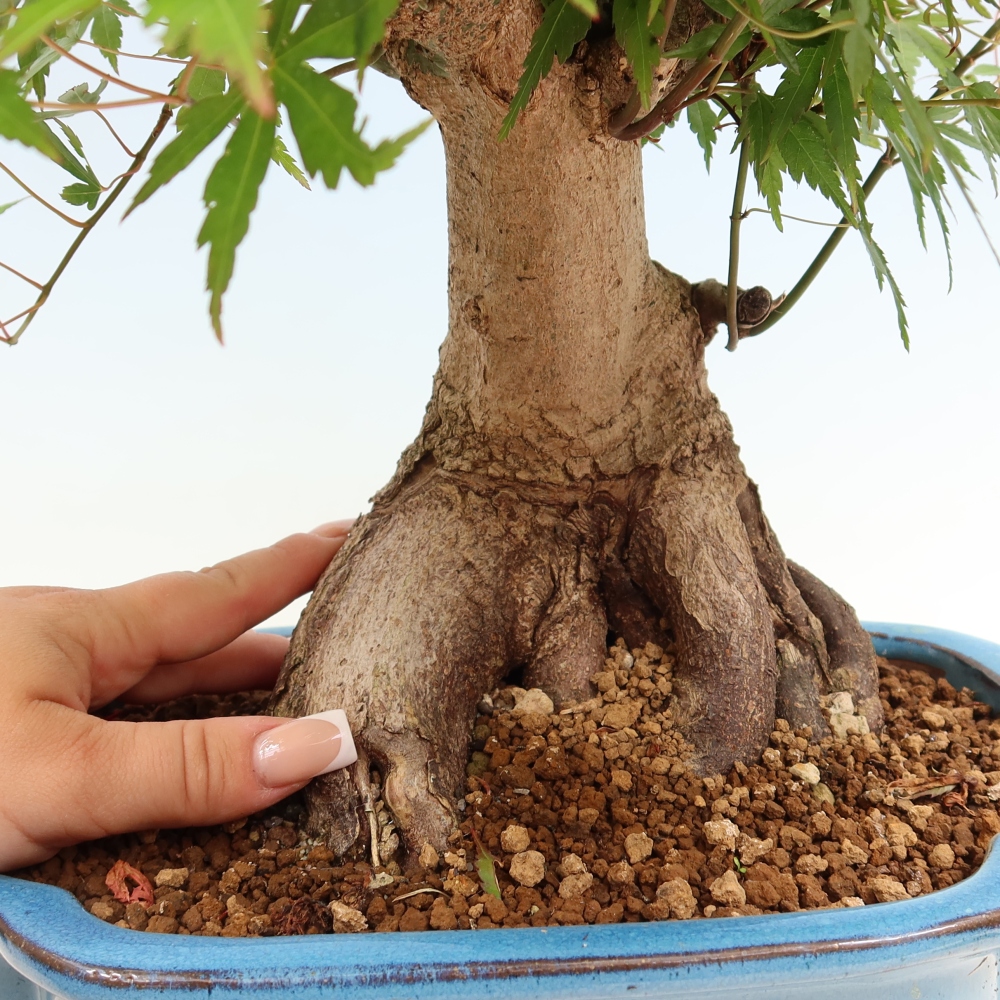 Bonsai für draußen - Ahorn Burger - Acer Burgerianum