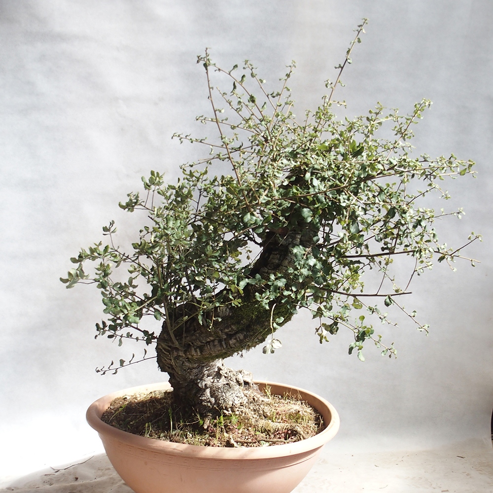 Freiland Bonsai Quercus suber - Korkeiche