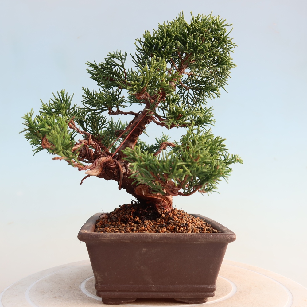 Bonsai für draußen - Juniperus chinensis Itoigawa