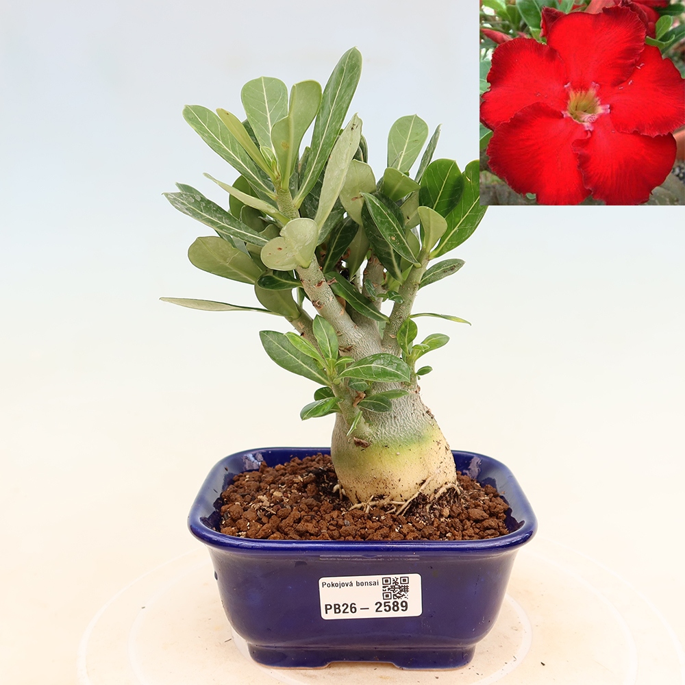 Zimmerbonsai – Adenium obesum „Red Star“ – Wüstenrose