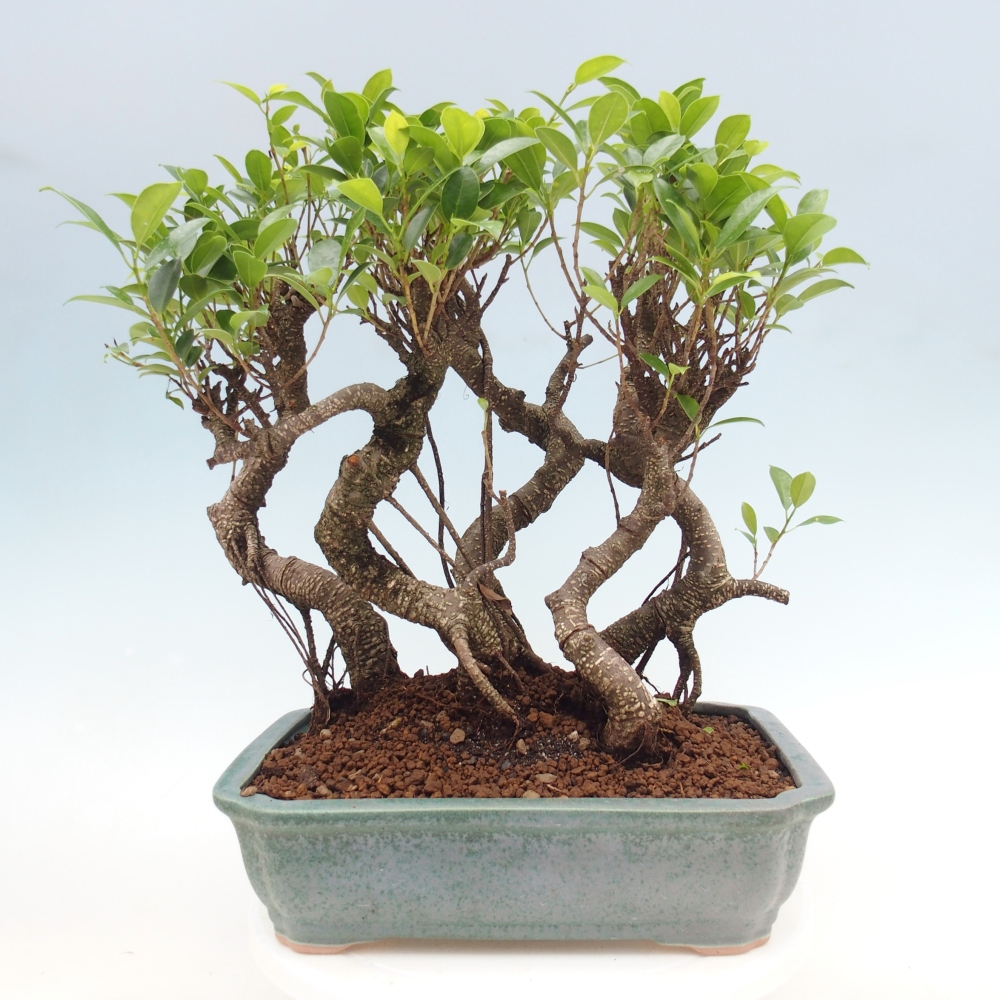 Zimmerbonsai - Ficus kimmen - Kleinblättriger Ficus