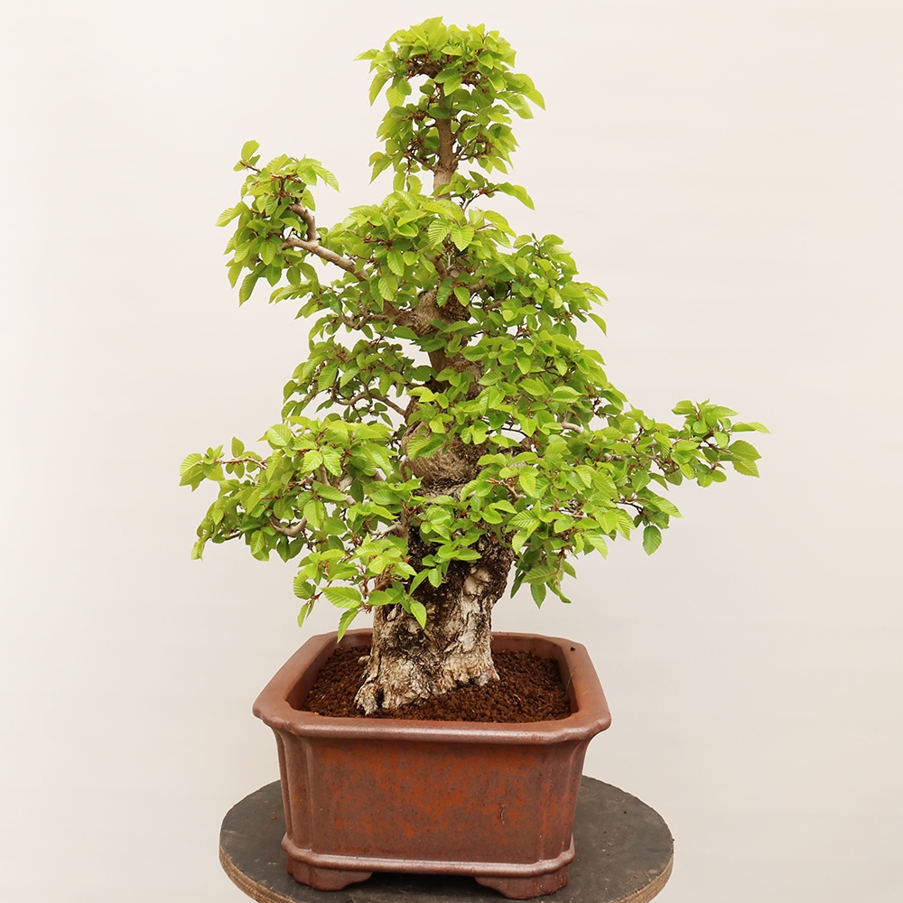 Bonsai für draußen - Karpinus Coreana - Koreanische Hainbuche