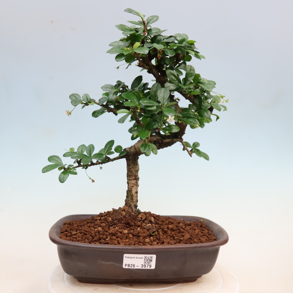 Zimmer-Bonsai - Carmona macrophylla - Tee-Fuki