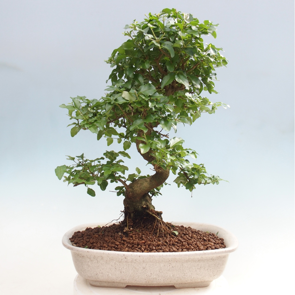 Zimmer Bonsai -Ligustrum chinensis - Vogelschnabel