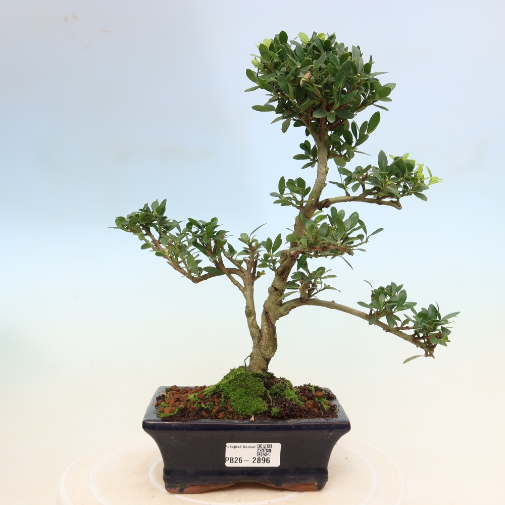 Zimmer Bonsai - Ilex crenata - Stechpalme