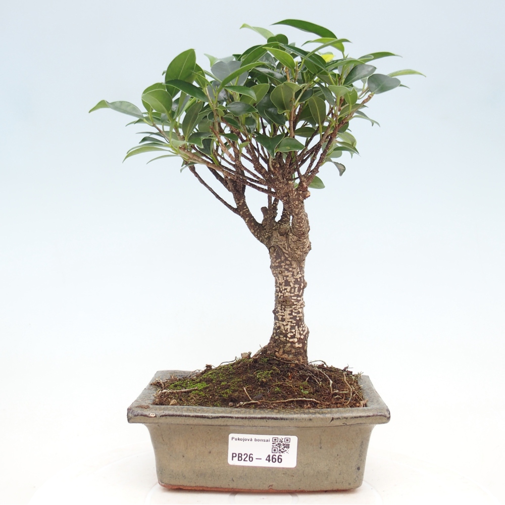 Zimmerbonsai - Ficus retusa - Kleinblättriger Ficus