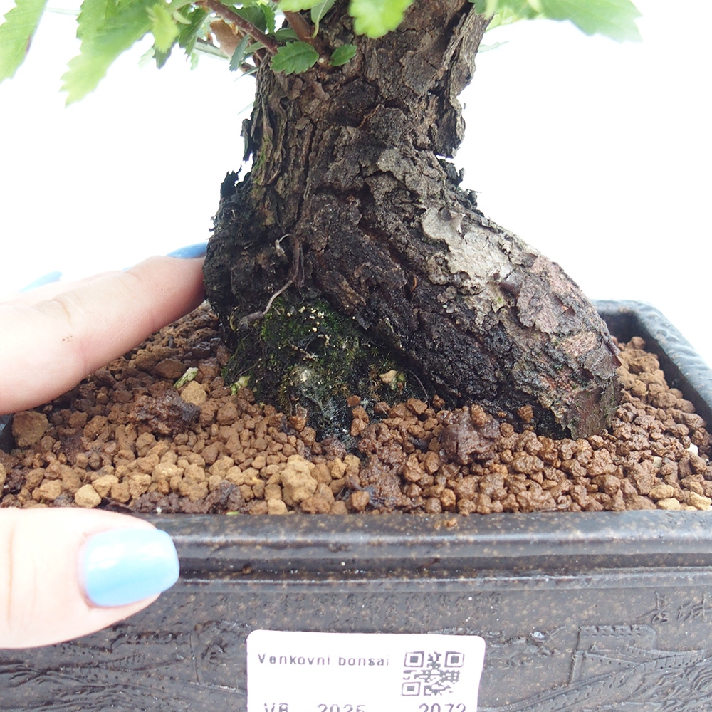 Bonsai für draußen - Zelkova - Zelkova NIRE