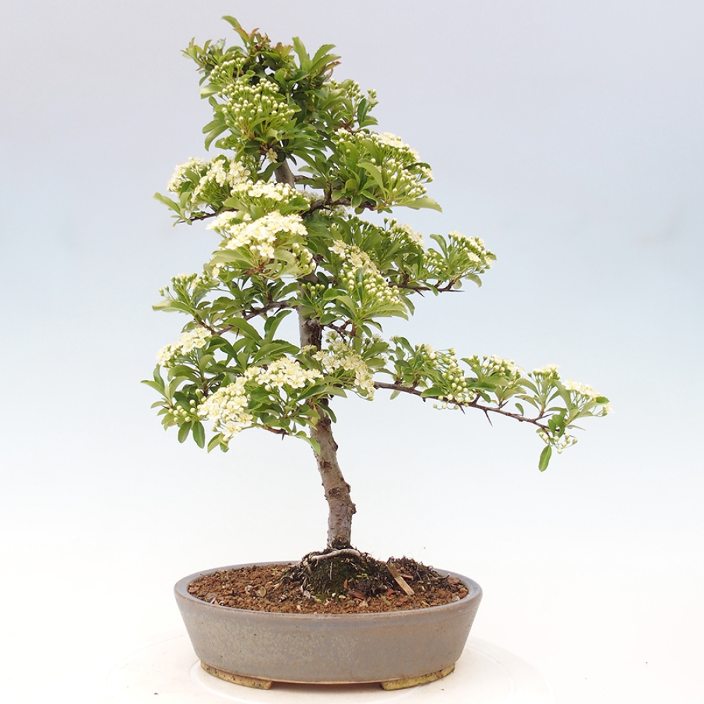 Freiland-Bonsai-Pyracantha Teton -Hlox