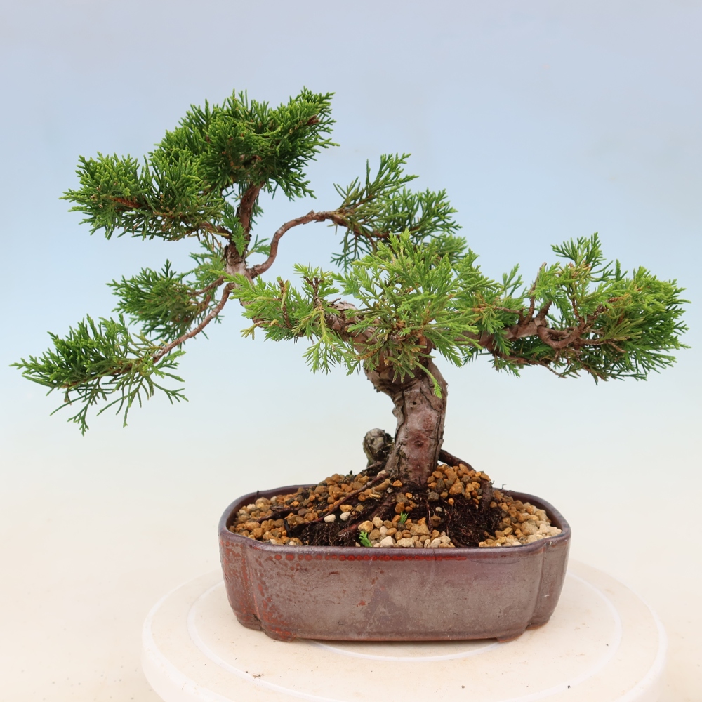 Bonsai für draußen - Juniperus chinensis Itoigawa