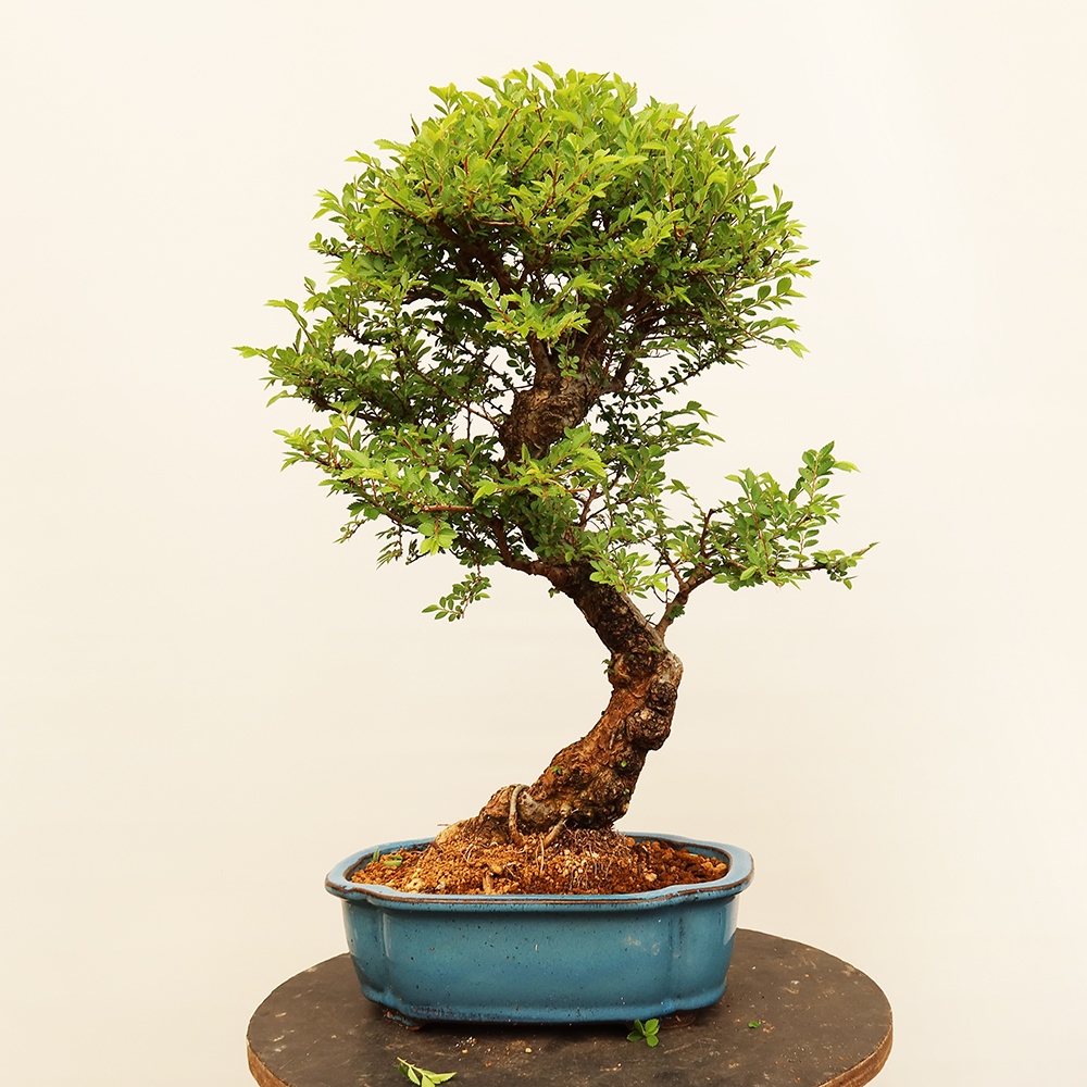 Bonsai für draußen - Zelkova - Zelkova NIRE