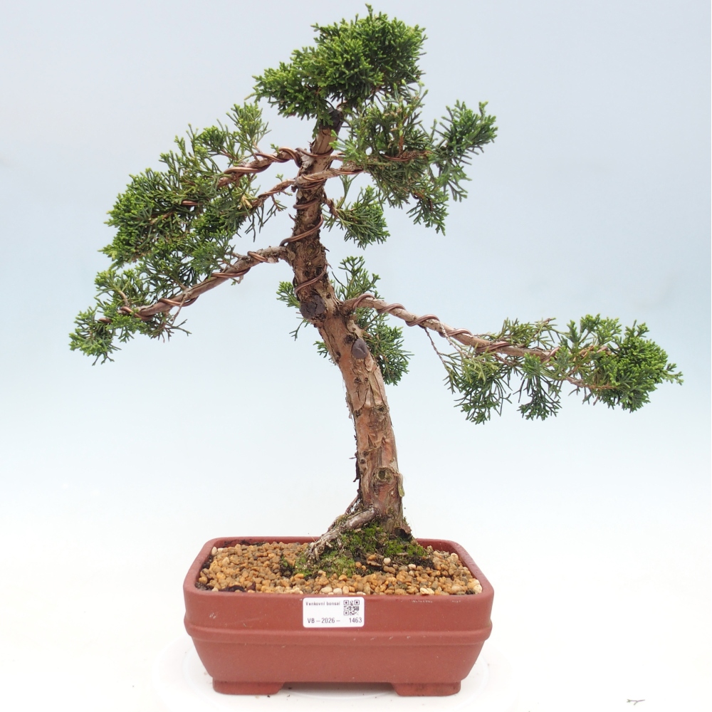 Bonsai für draußen - Juniperus chinensis Kishu