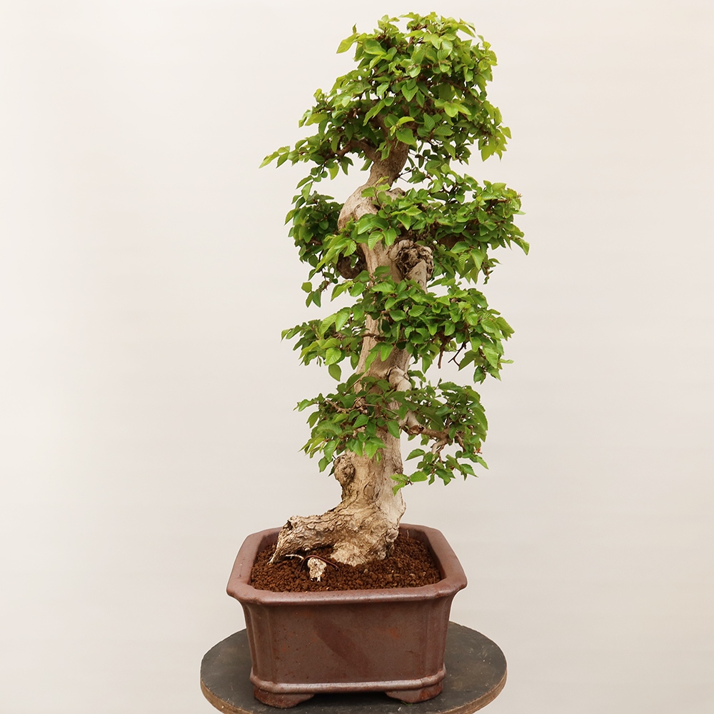 Bonsai für draußen - Karpinus Coreana - Koreanische Hainbuche