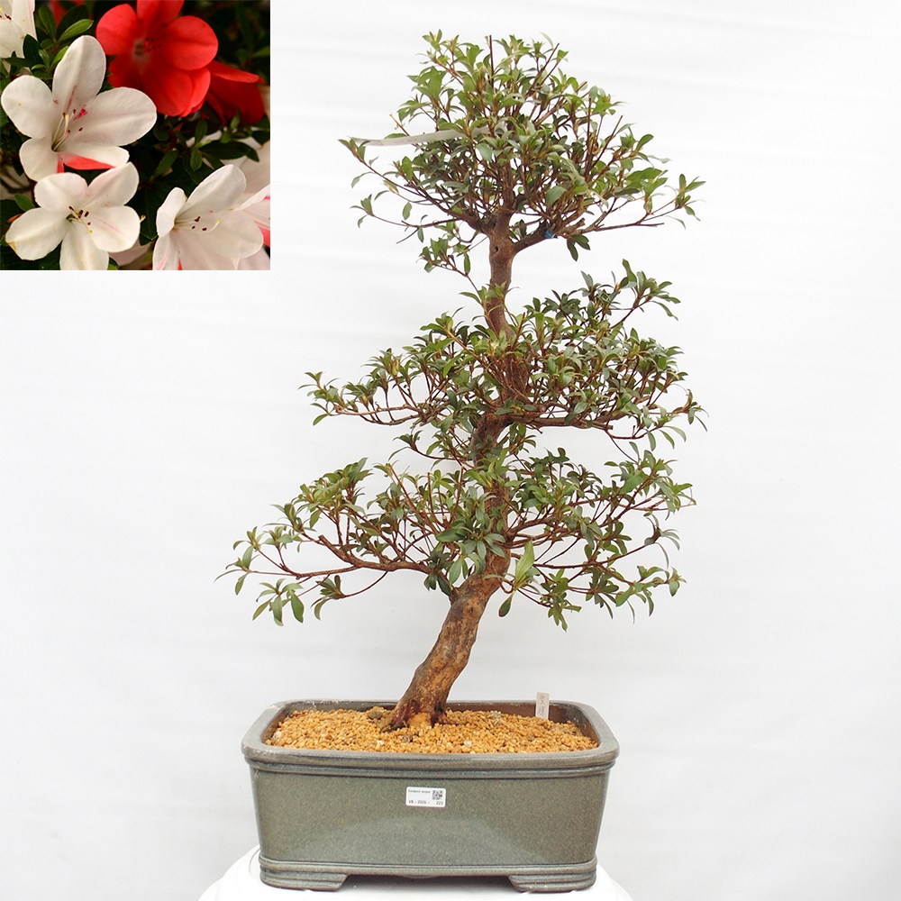 Bonsai für draußen - Japanische Azalee - Azalee Koki