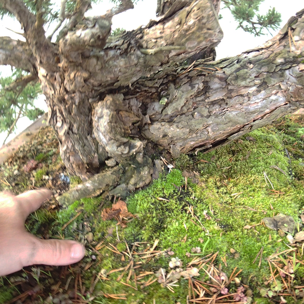 Yamadori - Pinus sylvestris Spanien