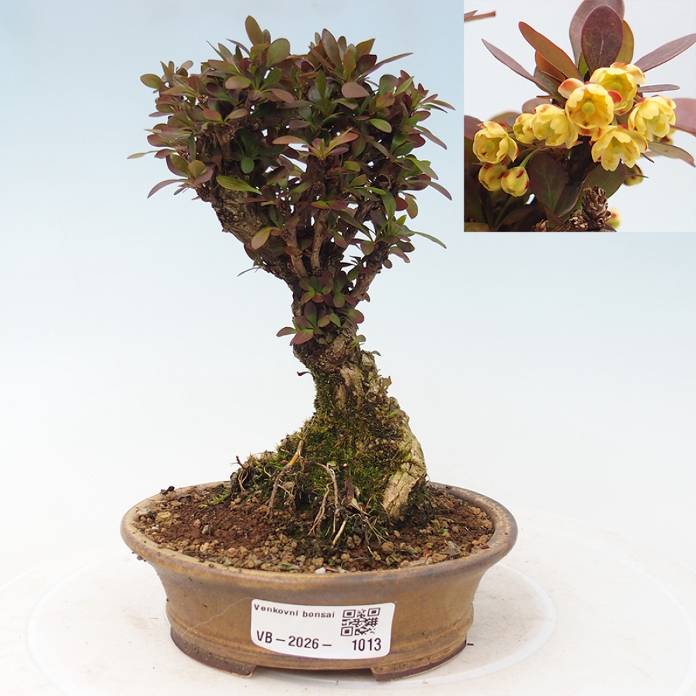 Bonsai für draußen - Berberis Thunbergii Bagatelle