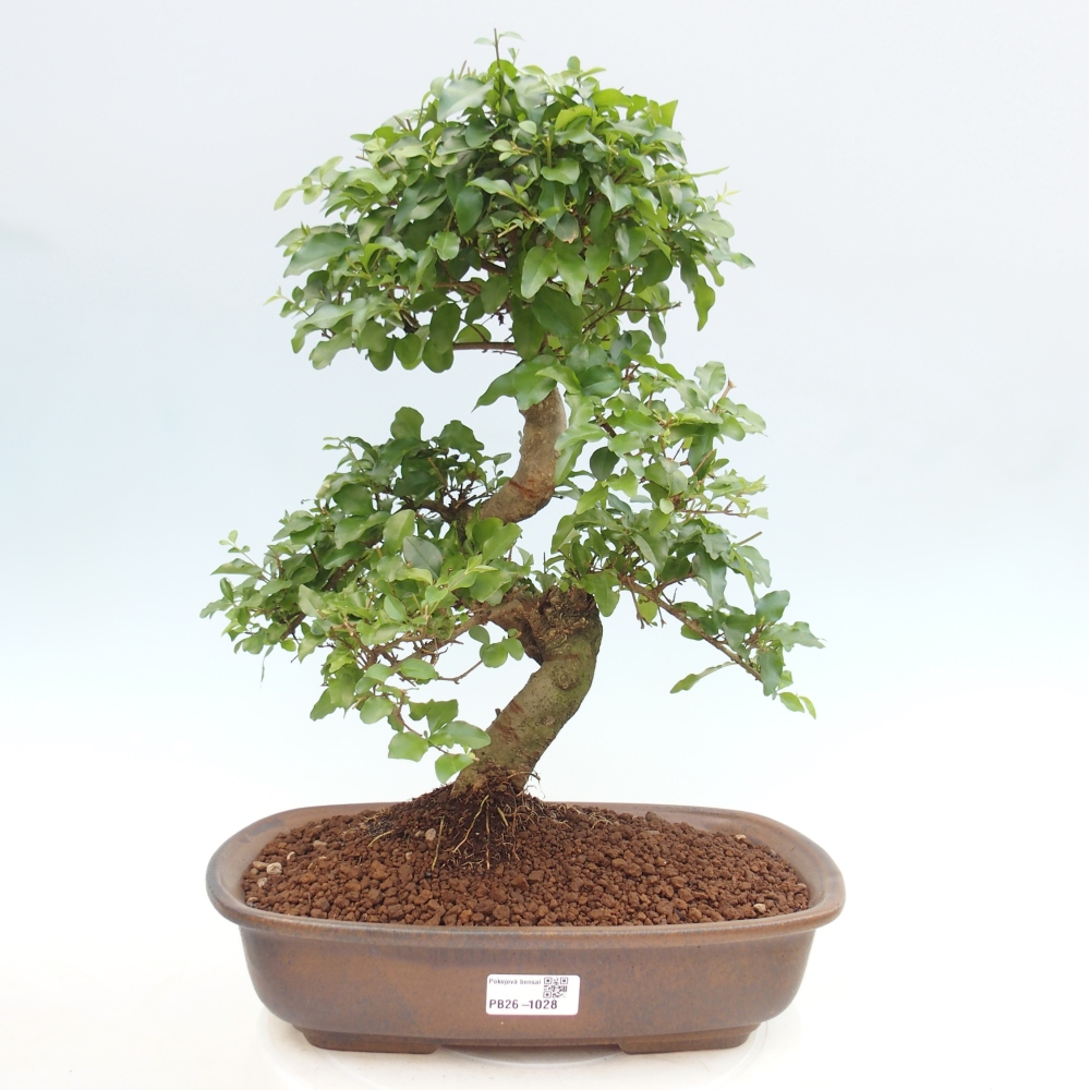 Zimmer Bonsai -Ligustrum chinensis - Vogelschnabel