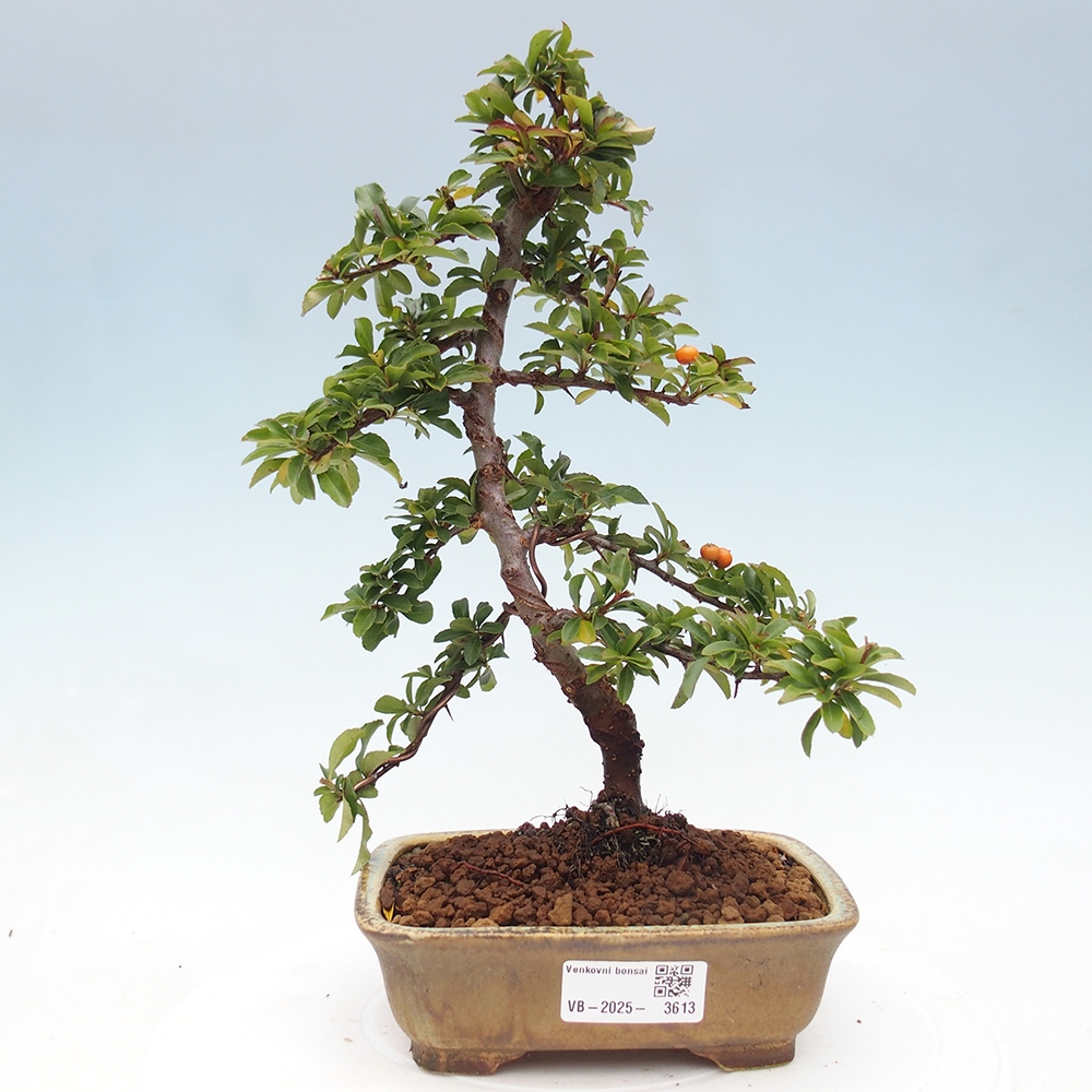 Freiland-Bonsai-Pyracantha Teton -Hlox