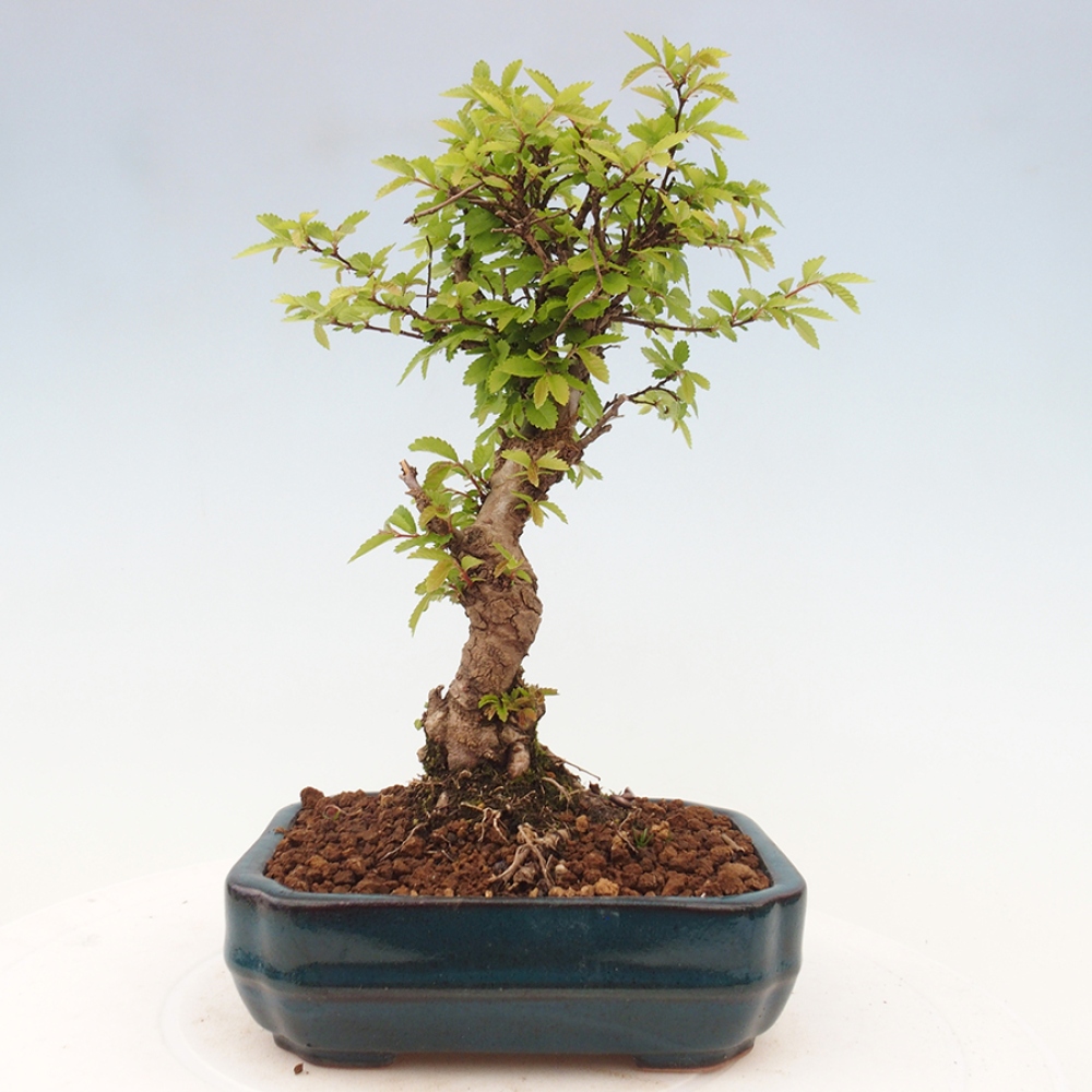 Bonsai für draußen - Zelkova - Zelkova NIRE