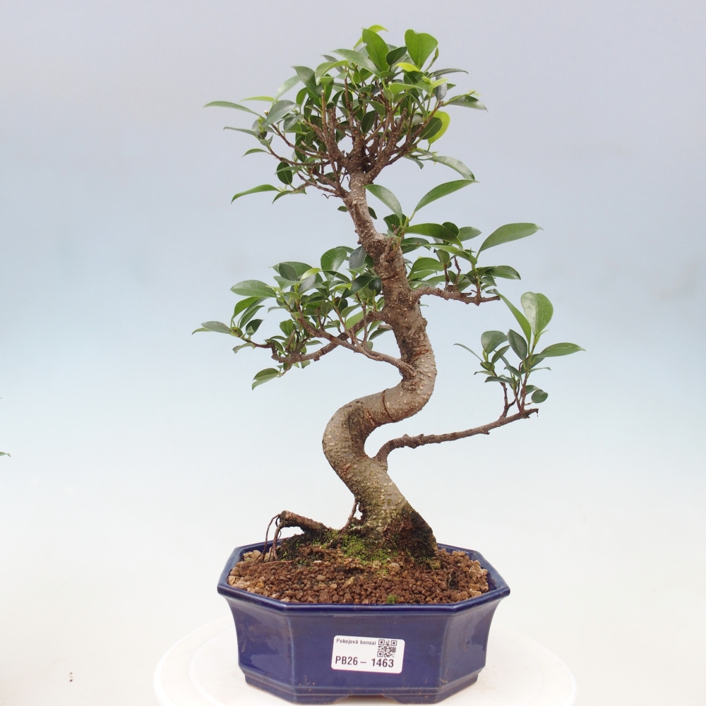 Zimmerbonsai - Ficus retusa - Kleinblättriger Ficus