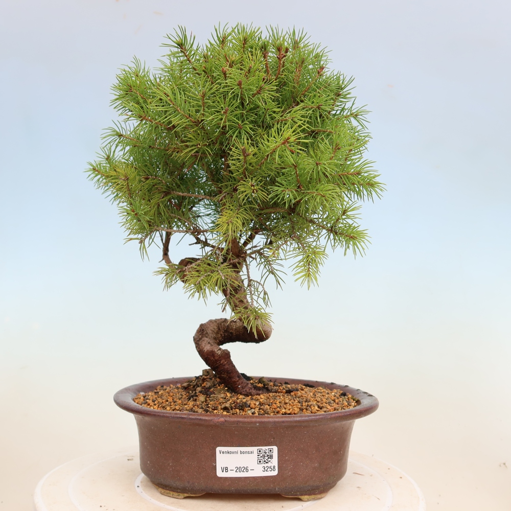 Bonsai für draußen - Fichte - Picea glauca globe