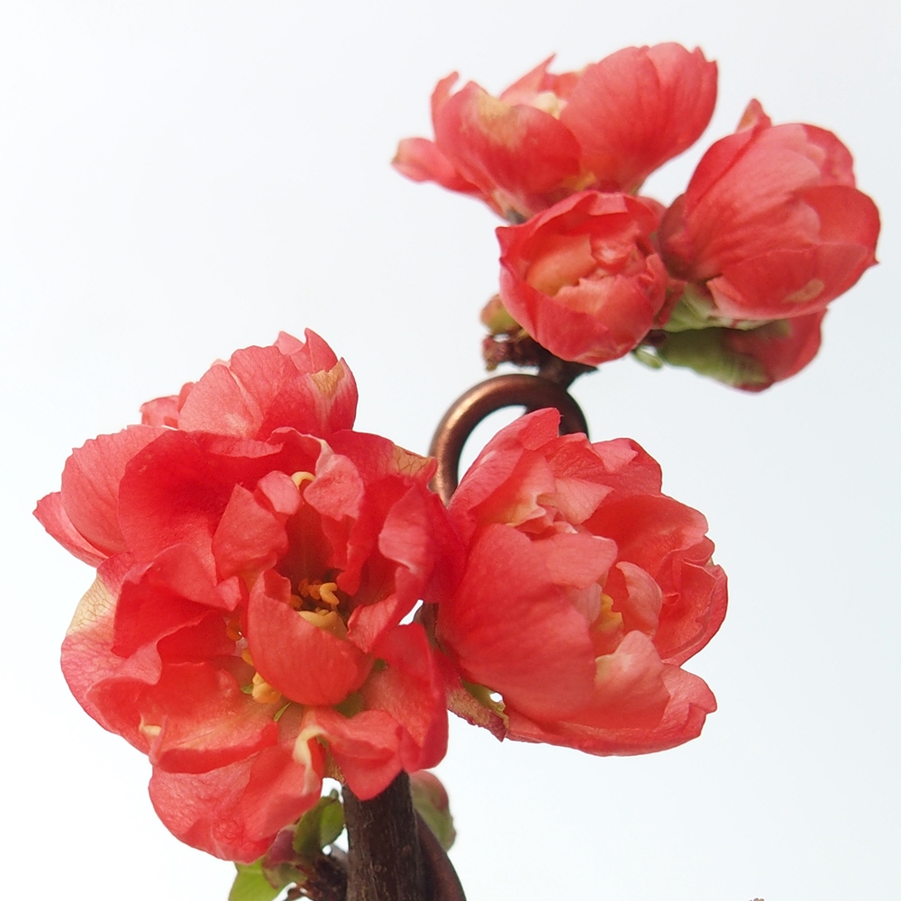 Bonsai für draußen - Chaneomeles s. Red Joy - Quitte