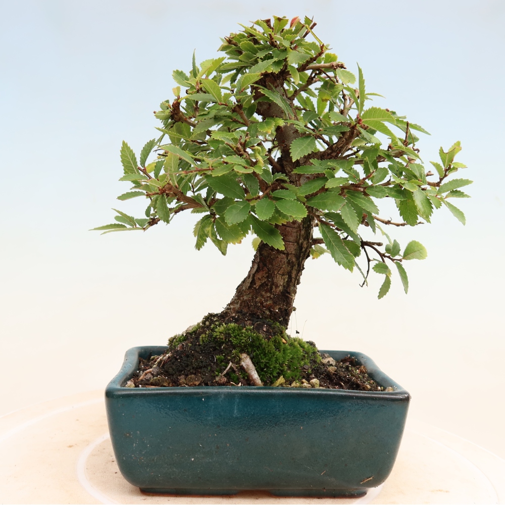 Bonsai für draußen - Zelkova - Zelkova NIRE