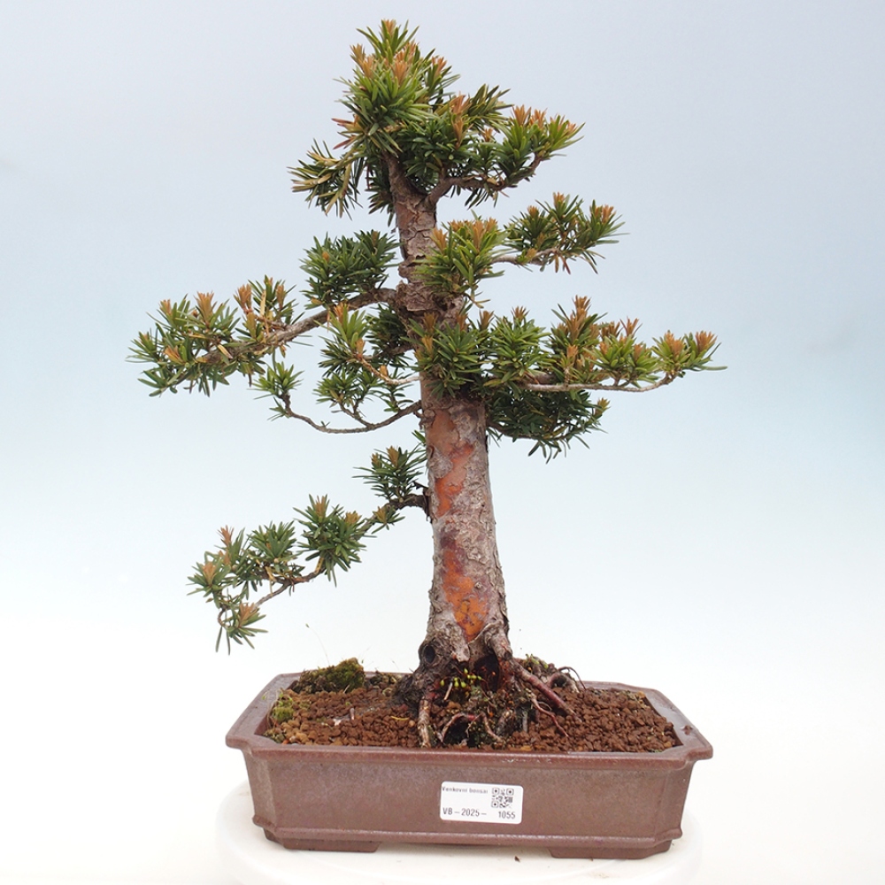 Bonsai für draußen - Taxus cuspidata - Japanische Eibe
