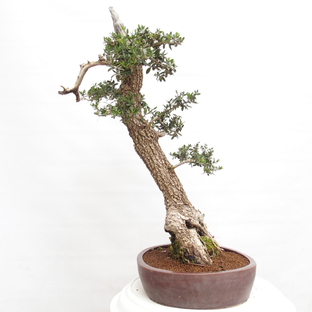Zimmerbonsai - Olea europaea sylvestris