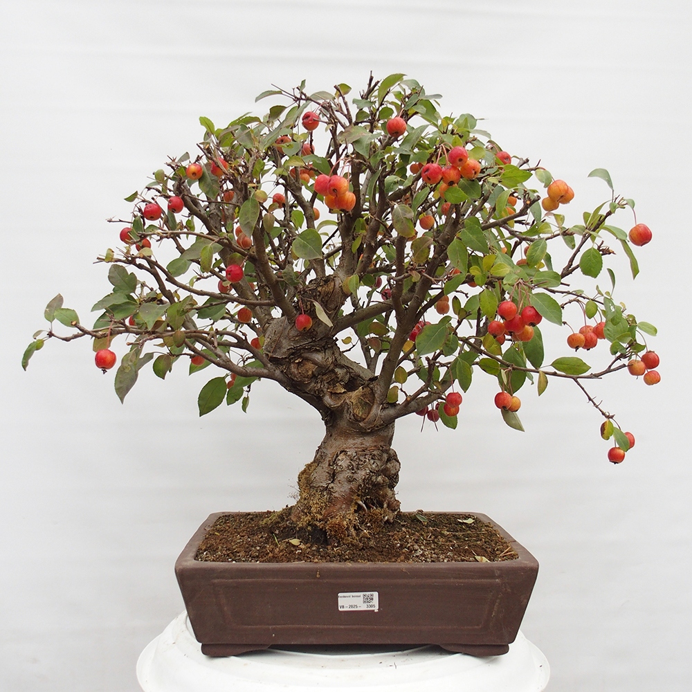 Outdoor-Bonsai -Malus halliana - Kleinfrüchtiger Apfelbaum