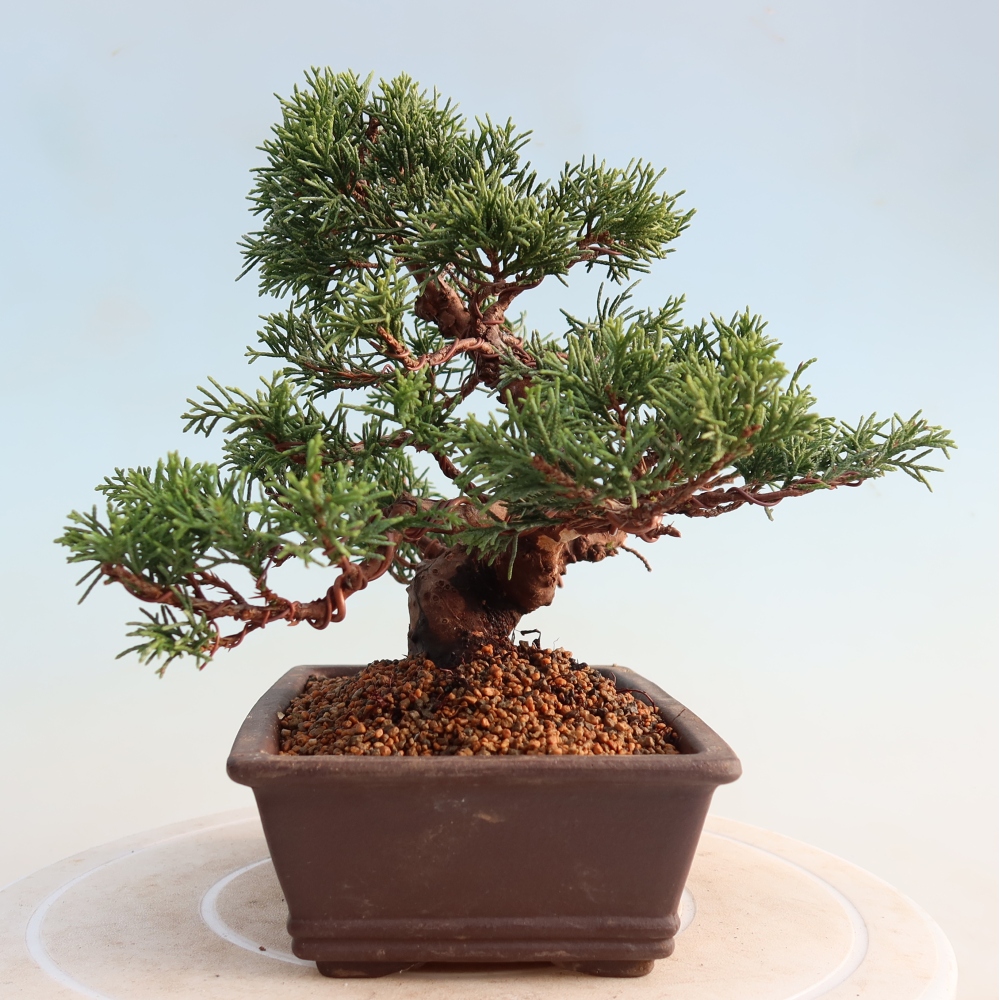 Bonsai für draußen - Juniperus chinensis Itoigawa