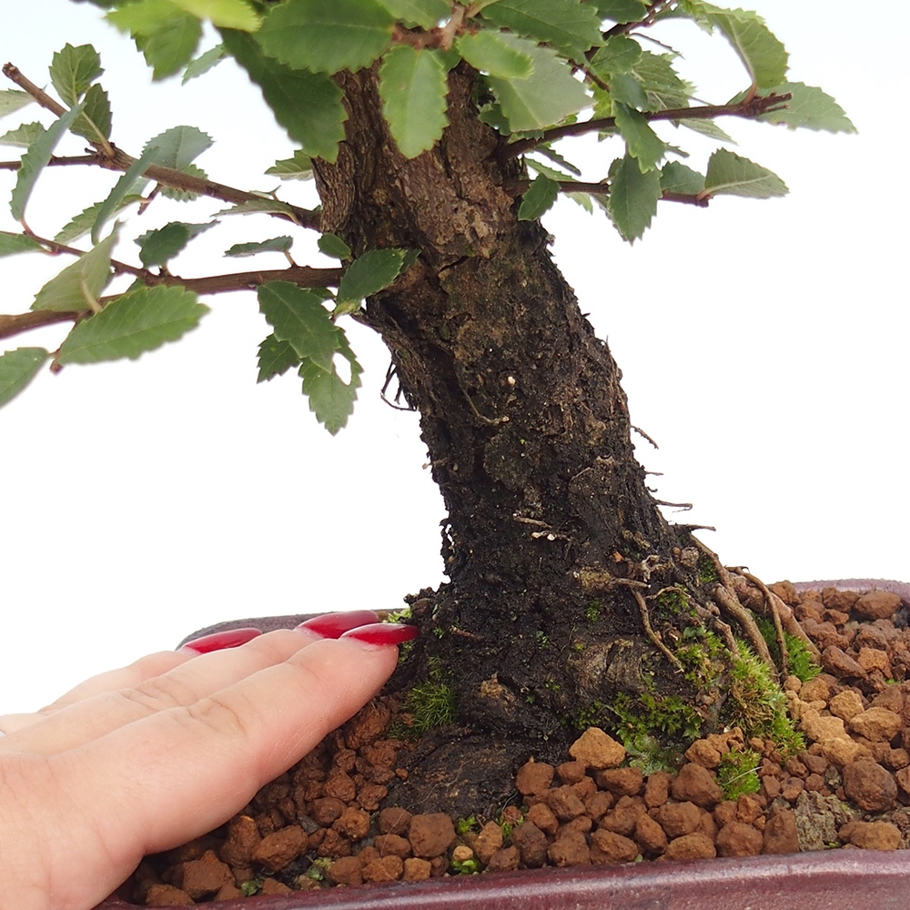 Bonsai für draußen - Zelkova - Zelkova NIRE