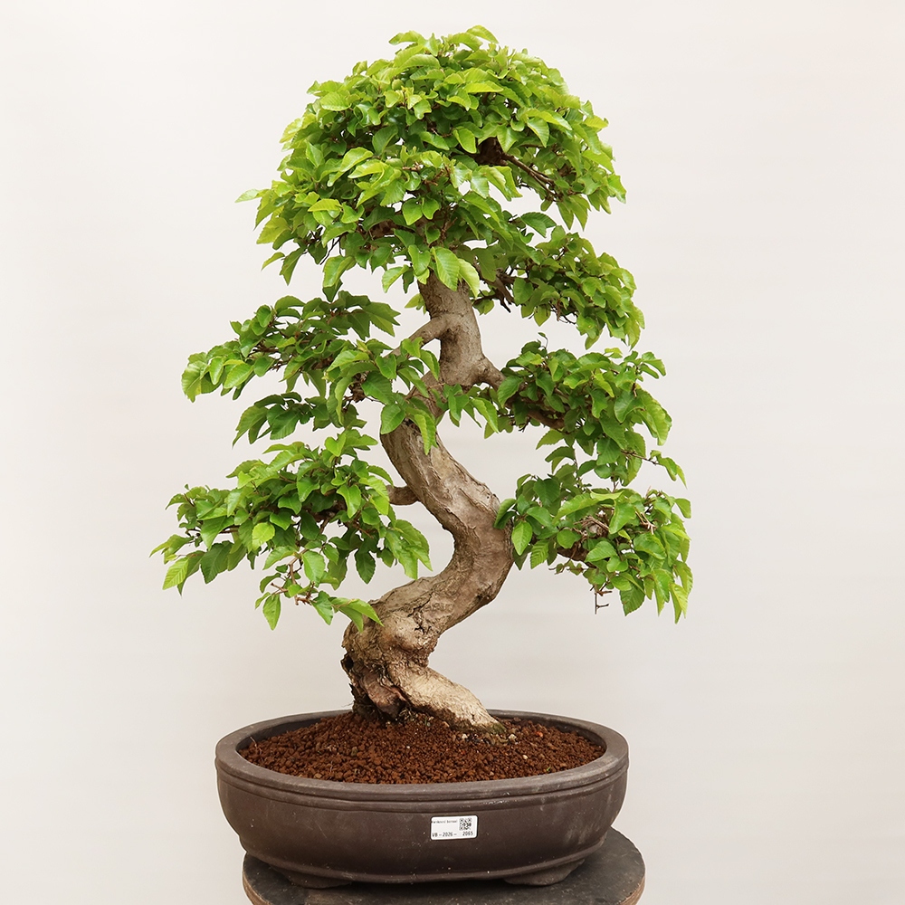 Bonsai für draußen - Karpinus Coreana - Koreanische Hainbuche