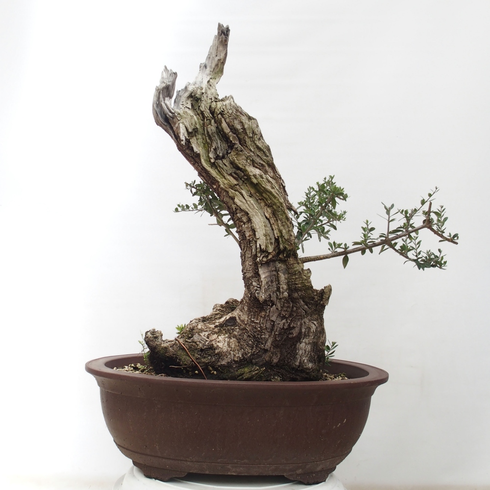 Zimmerbonsai - Olea europaea sylvestris