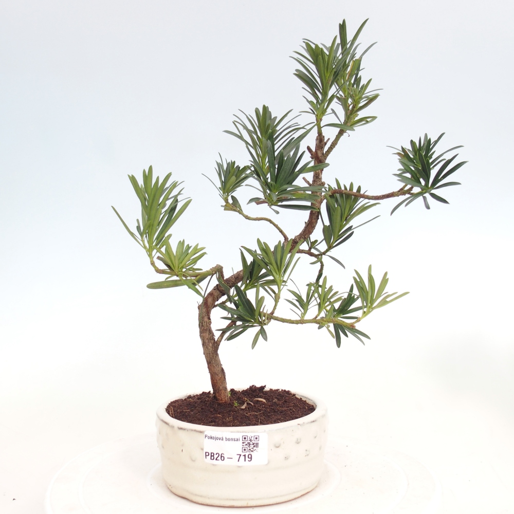 Zimmerbonsai - Podocarpus - Stein-Eibe