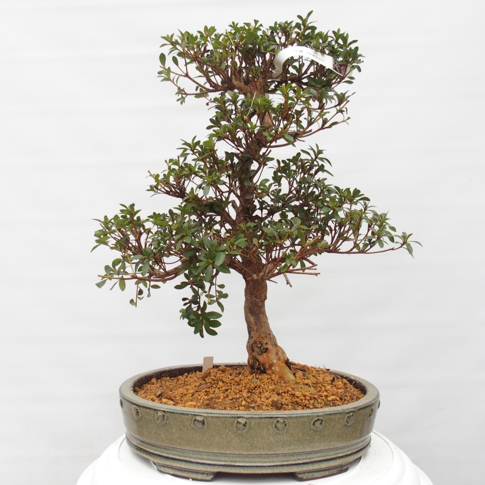 Bonsai für draußen - Japanische Azalee - Azalee Hanatsuzuri