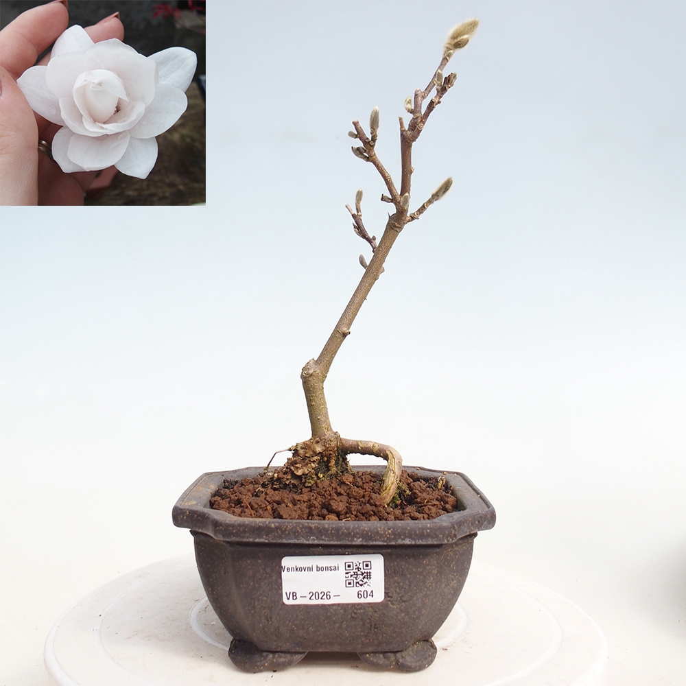 Bonsai für draußen - Magnolia stellata