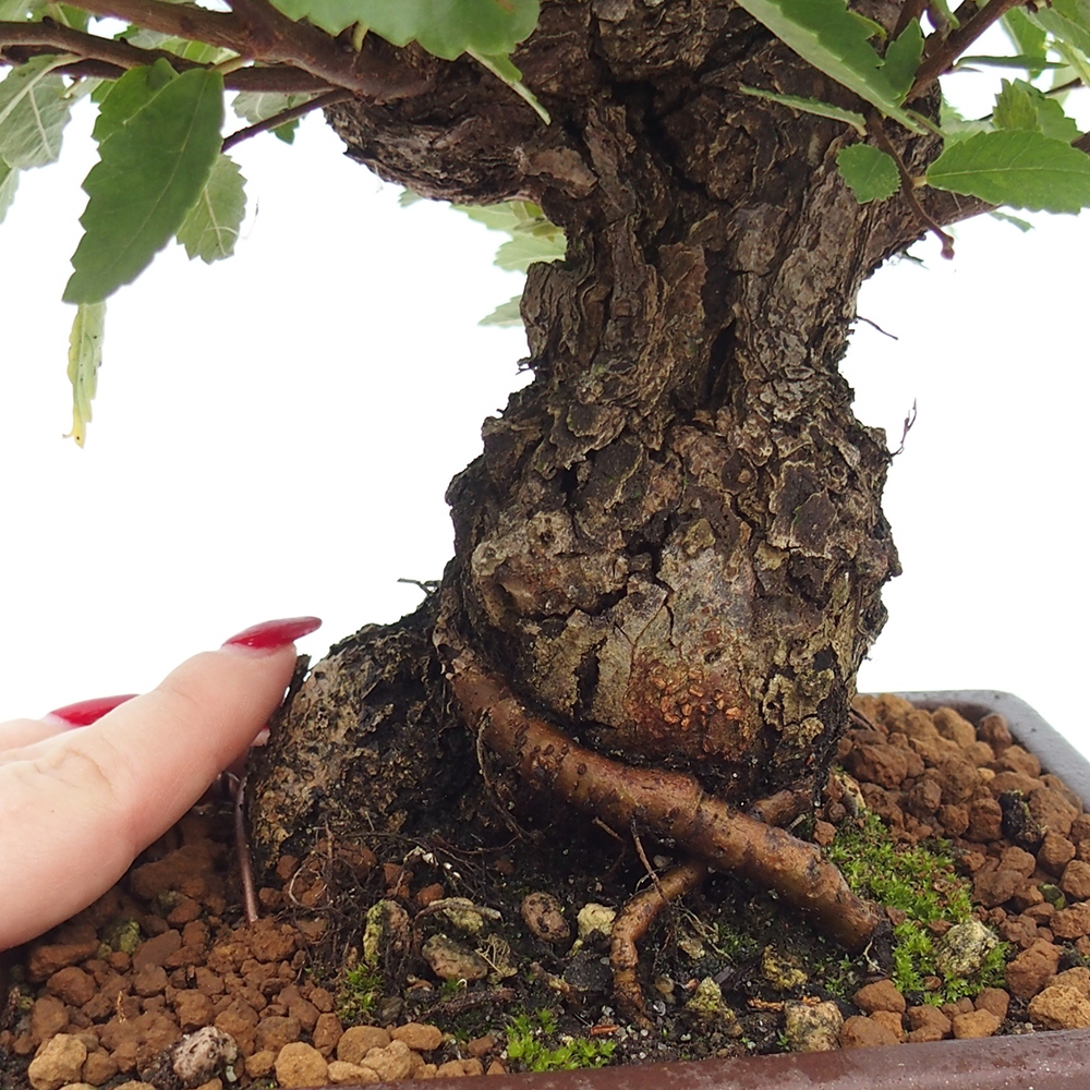 Bonsai für draußen - Zelkova - Zelkova NIRE