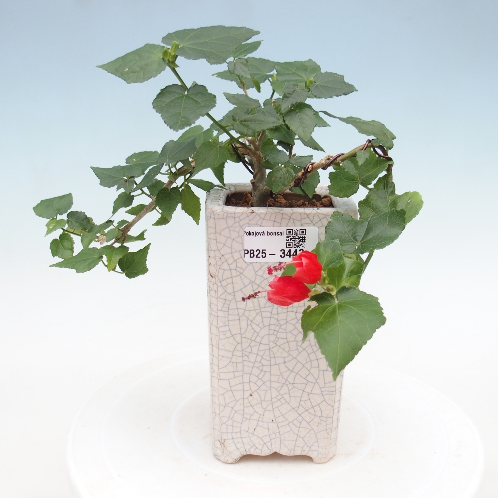 Zimmerbonsai - Malvaviscus arboreus